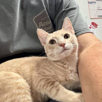 Gravel -  Tabby Cat for Adoption in Columbia, South Carolina - Gravel | PetCurious