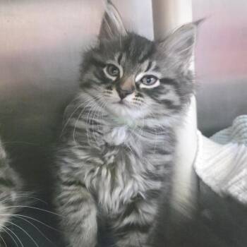 Meshuggah -  Domestic Short Hair Cat for Adoption in Fort Wayne, Indiana - Meshuggah | PetCurious