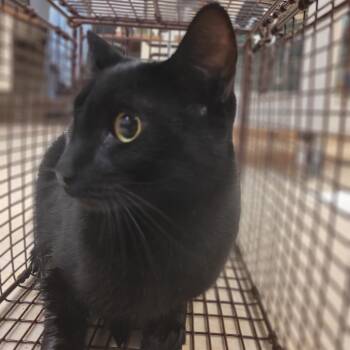 Rescue Domestic Short Hair Cats for Adoption in Lake Panasoffkee, Florida - 4 | PetCurious