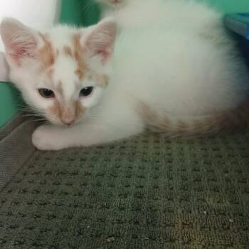 Cheeto Dust -  Domestic Short Hair Cat for Adoption - Cheeto Dust | PetCurious