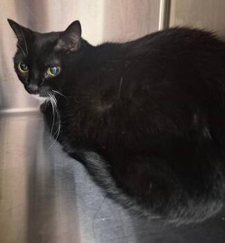 Sally -  Domestic Short Hair Cat for Adoption in Christiansburg, Virginia - Sally | PetCurious