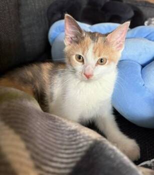 Rescue Dilute Calico Cats for Adoption in Columbus, Ohio - Octavia | PetCurious