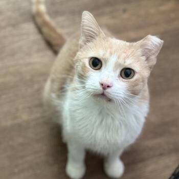 Tom -  Domestic Short Hair Cat for Adoption in Providence, Rhode Island - Tom | PetCurious
