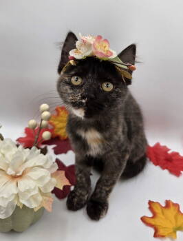 Rescue Domestic Short Hair and Tortoiseshell Cats for Adoption in Attalla, Alabama - Cardamom | PetCurious