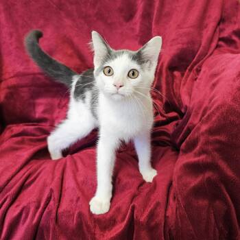 Rescue Domestic Short Hair Cats for Adoption in Searcy, Arkansas - Emmitt | PetCurious