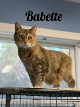 Babette -  Manx and Domestic Short Hair Cat for Adoption in Manistee, Michigan - Babette | PetCurious