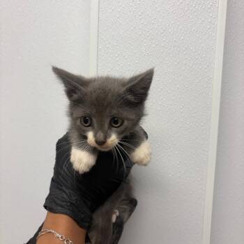 The Cha Cha Slide -  Domestic Short Hair Cat for Adoption in Abilene, Texas - The Cha Cha Slide | PetCurious