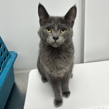 Spookie -  Domestic Short Hair Cat for Adoption in Abilene, Texas - Spookie | PetCurious