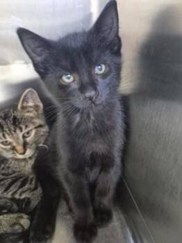 PeanutLoaf -  Domestic Short Hair Cat for Adoption in Simcoe, Ontario - PeanutLoaf | PetCurious