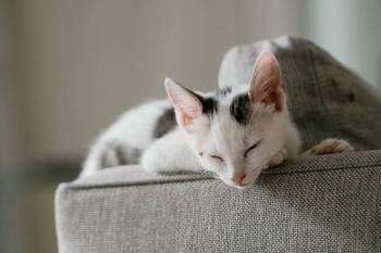 Oliver -  Domestic Short Hair Cat for Adoption in St. Cloud, Florida - Oliver | PetCurious