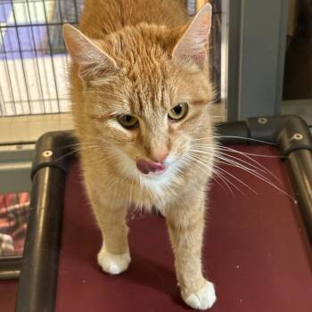 Princess -  Domestic Short Hair Cat for Adoption in New York, New York - Princess | PetCurious