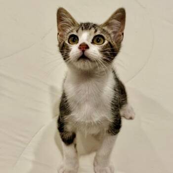 Rescue Domestic Short Hair Cats for Adoption in Los Angeles, California - Winter | PetCurious