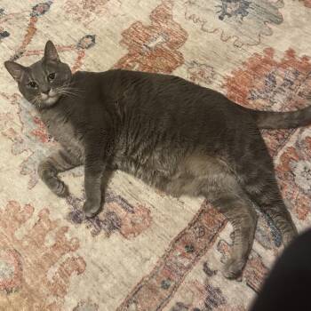 Domestic Short Hair Cats Available for Adoption in Fredericksburg, Virginia - Rackam | PetCurious