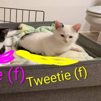 Tweetie -  Domestic Short Hair Cat for Adoption in Harrisonburg, Virginia - Tweetie | PetCurious
