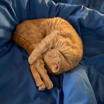 Domestic Short Hair Cats Available for Adoption - Louie | PetCurious