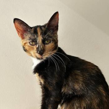 Romaine -  Domestic Short Hair Cat for Adoption in Evanston, Illinois - Romaine | PetCurious