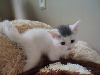 Muffy -  Domestic Short Hair Cat for Adoption in Meriden, Connecticut - Muffy | PetCurious