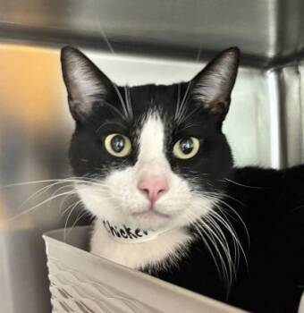 Domestic Short Hair Cats Available for Adoption in Golden, Colorado - Chicken | PetCurious