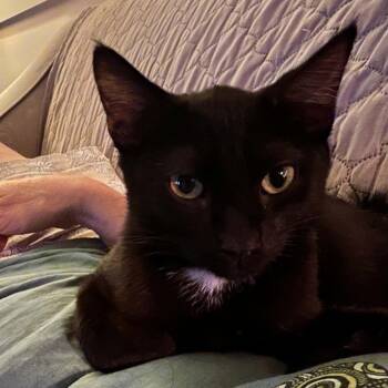 Leaf -  Domestic Short Hair Cat for Adoption in Candler, North Carolina - Leaf | PetCurious