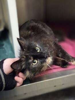 Wisteria -  Domestic Medium Hair and Domestic Short Hair Cat for Adoption in Westland, Michigan - Wisteria | PetCurious
