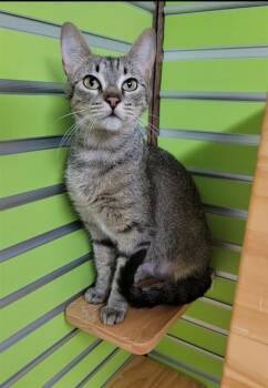 POSEY -  Domestic Short Hair Cat for Adoption in St. Peters, Missouri - POSEY | PetCurious