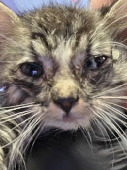 Rescue Domestic Short Hair Cats for Adoption in El Paso, Texas - 59842002 | PetCurious