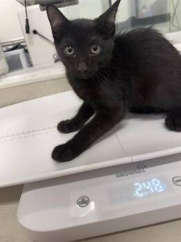 DARKO -  Domestic Short Hair Cat for Adoption in Baytown, Texas - DARKO | PetCurious