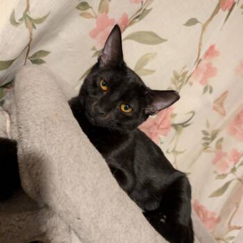 Jet -  Domestic Short Hair Cat for Adoption in Chandler, Arizona - Jet | PetCurious