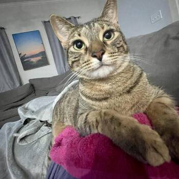 Rescue Domestic Short Hair Cats for Adoption in Mt. Juliet, Tennessee - Tiger | PetCurious