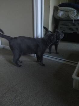 Shippo -  Russian Blue Cat for Adoption in Logan, Utah - Shippo | PetCurious
