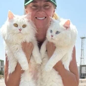 Bonded Dutchesse and Charming -  Turkish Angora and Maine Coon Cat for Adoption in Brampton, Ontario - Bonded Dutchesse And Charming | PetCurious