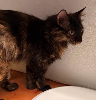 Mariah -  Domestic Medium Hair Cat for Adoption in Winnipeg, Manitoba - Mariah | PetCurious