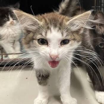 Beans (in Chestertown, MD) -  Domestic Short Hair Cat for Adoption - Beans (in Chestertown, MD) | PetCurious