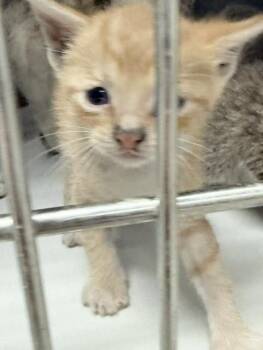Domestic Short Hair Cats Available for Adoption in Doral, Florida - YUMMY | PetCurious