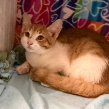 Petrie -  Domestic Short Hair Cat for Adoption - Petrie | PetCurious