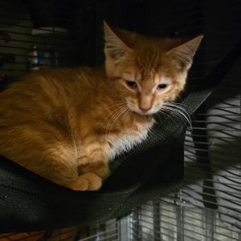 Fern -  Domestic Short Hair Cat for Adoption in Ringtown, Pennsylvania - Fern | PetCurious