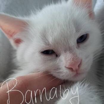 Barnaby -  Domestic Short Hair Cat for Adoption in Belleville, Illinois - Barnaby | PetCurious