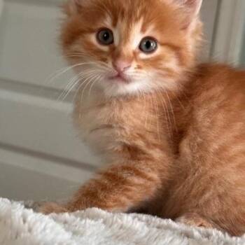 Rescue Tabby Cats for Adoption in Bloomington, Minnesota - Dwayne | PetCurious