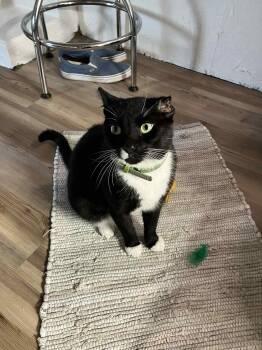 Rescue Domestic Short Hair Cats for Adoption in Bvl, Florida - Leonardo | PetCurious