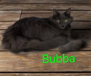 Bubba -  Domestic Long Hair Cat for Adoption in Jim Thorpe, Pennsylvania - Bubba | PetCurious