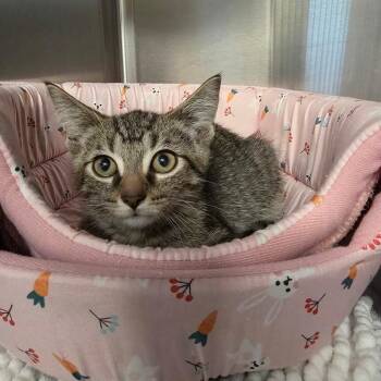 Hobbes -  Domestic Short Hair Cat for Adoption in Oak Brook, Illinois - Hobbes | PetCurious