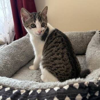 Banks of the Ohio -  Domestic Short Hair Cat for Adoption in Fredericksburg, Virginia - Banks Of The Ohio | PetCurious