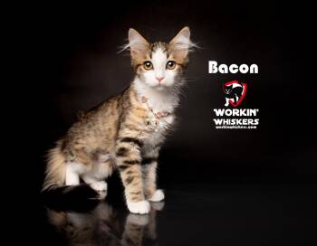 BACON -  Maine Coon and Domestic Long Hair Cat for Adoption in Hemet, California - BACON | PetCurious