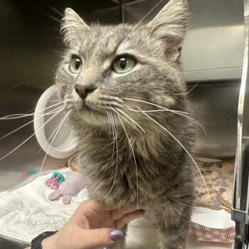 Domestic Medium Hair Cats Available for Adoption in Richmond, Virginia - Tito | PetCurious