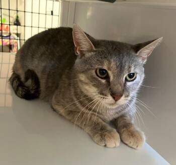 Ferrari -  Domestic Short Hair Cat for Adoption in Trenton, New Jersey - Ferrari | PetCurious