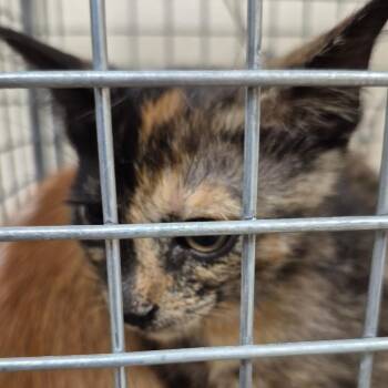 Pepper -  Domestic Short Hair Cat for Adoption in Lake Panasoffkee, Florida - Pepper | PetCurious