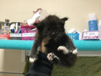 NICO -  Domestic Short Hair Cat for Adoption in Riverside, California - NICO | PetCurious