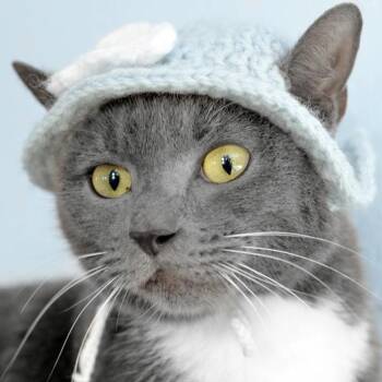 Domestic Short Hair Cats Available for Adoption - Simone Manuel | PetCurious