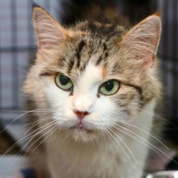 Tortellini -  Domestic Short Hair Cat for Adoption in Allentown, Pennsylvania - Tortellini | PetCurious