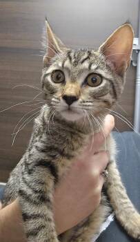 Burt -  Domestic Short Hair Cat for Adoption in Vancouver, Washington - Burt | PetCurious